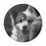 FREE BRINDI ROUND MAGNETS