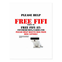 Free Fifi the Bichon Frise Postcard