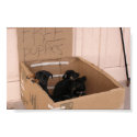 Free Puppies in a Box posters by talbotland Free Puppies in a Box posters
