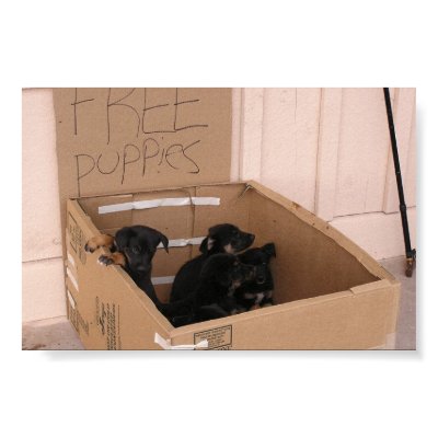 Free Puppies in a Box Posters by talbotland
