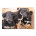 Free Puppies posters by talbotland Free Puppies posters
