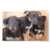 Free Puppies posters by talbotland Free Puppies posters