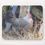Free Range Silver Grey Dorking Hen mousepads