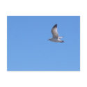 Free Spirit postcards by vicgal Free Spirit postcards
