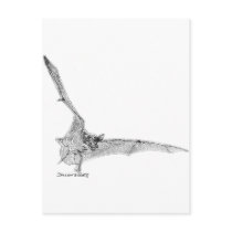 Free Tailed Bat Post Cards