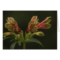 Freesia Blossoms Card