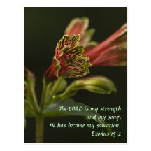 Freesia Blossoms Post Card