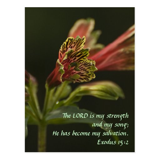 Freesia Blossoms Post Card
