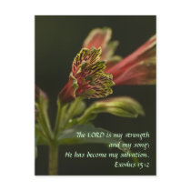 Freesia Blossoms Post Card