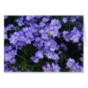 Freesia cards by JLWinther Freesia cards