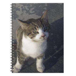 Freindly Kitten Spiral Notebooks