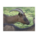 French alpine goat postcard