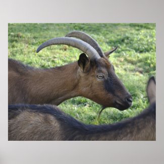 French alpine goat poster