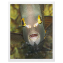 French Angelfish Flyers