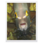 French Angelfish Customized Letterhead