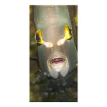 French Angelfish Personalized Photo Card