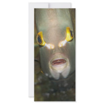 French Angelfish Full Color Rack Card