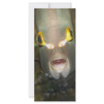 French Angelfish Full Color Rack Card