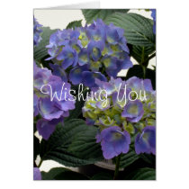 French Baby Blue Hydrangeas Card