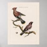 French Bird Engravings posters
