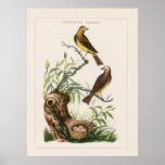 French Bird Engravings posters