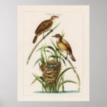 French Bird Engravings posters