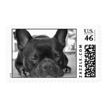 French Bull Dog Postage Stamp