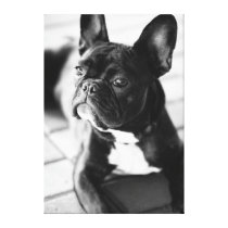 French Bulldog canvas