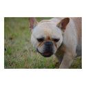 French Bulldog Canvas Print by mogulpainting French Bulldog Canvas Print