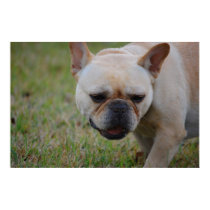 French Bulldog Canvas Print by mogulpainting French Bulldog Canvas Print