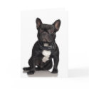 French Bulldog cards by White_Wedding French Bulldog cards