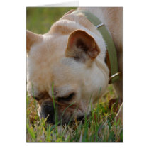 French Bulldog Card