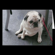 French Bulldog cards