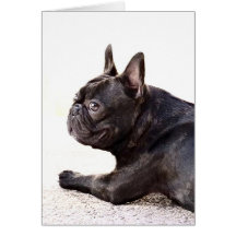 French Bulldog Card