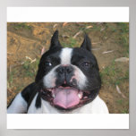 French Bulldog Contented Print