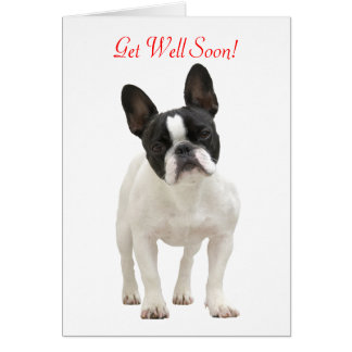 get well soon for a dog cards zazzle get well soon for a dog cards zazzle