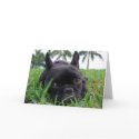 French Bulldog in the grass cards