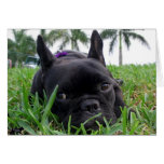 French Bulldog in the grass Card