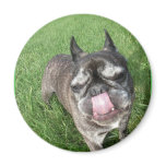 French Bulldog magnets