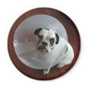 French Bulldog magnets