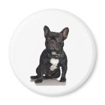 French Bulldog magnets