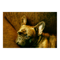 French Bulldog Photo Poster
