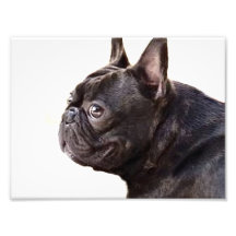 French Bulldog Photo