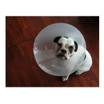 French Bulldog Post Cards