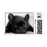 French Bulldog Postage Stamp