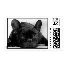 French Bulldog Postage Stamp