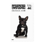 French Bulldog Postage Stamps