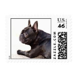French Bulldog Postage Stamps