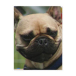 French Bulldog postcard