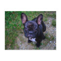 French Bulldog postcards